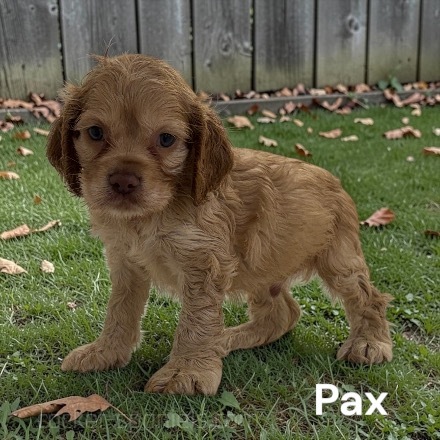 puppy, for, sale, Cocker Spaniel, Joe & Cherri  Overlease, dog, breeder, Miller, MO, dog-breeder, puppy-for-sale, forsale, nearby, find, puppyfind, locator, puppylocator, aca